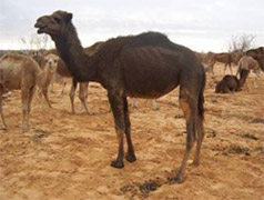 Dromadaire Maghrebi de type Ourdaoui Medenine