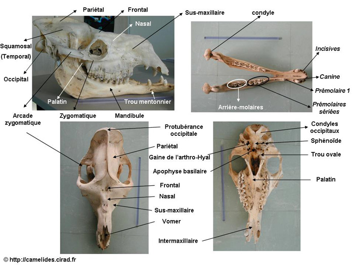 Anatomie de la tte du dromadaire