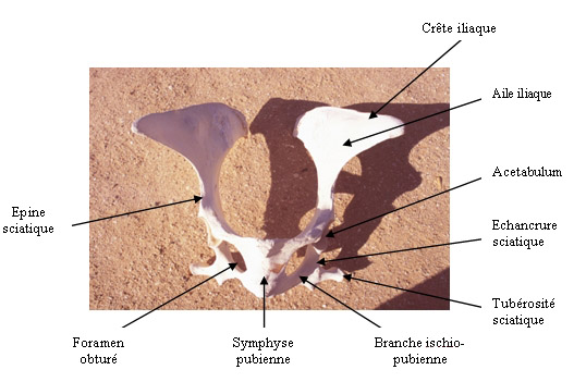 Anatomie du bassin du dromadaire