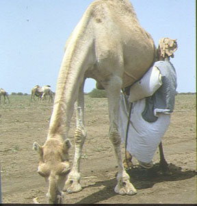 Le dromadaire Arabi (Photo B. Faye)