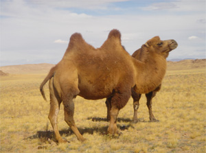 Le chameau Gobi mongol (Photo G. Laval)