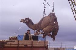 Transport de dromadaire par camion au Turkmnistan