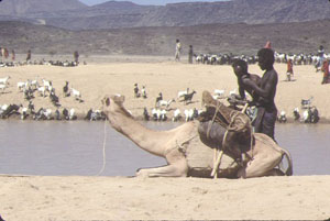 Moutons et chameaux (Djibouti)