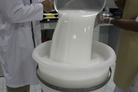 Lait de chamelle dont on extrait le lactoserum
