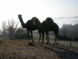 Dromadaires sur le plateau du Larzac en France