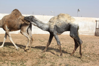 Gale du dromadaire avec hyperk�ratose cutan�e