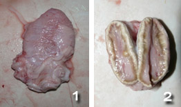 Ganglion lympathique du chameau