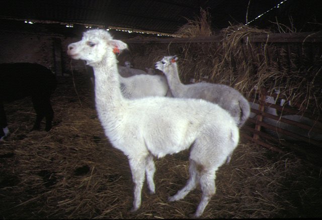 Le lama, mammifère typique de l'Amérique du Sud