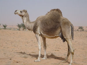 La bosse serait aussi une protection contre les radiations UV du d�sert ?