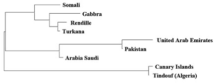 The canarian camel : a traditional dromedary population. Diversity, 2, 561-571