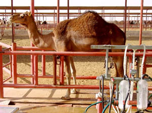 Graisse de bosse de chameau - Nombreux bienfaits