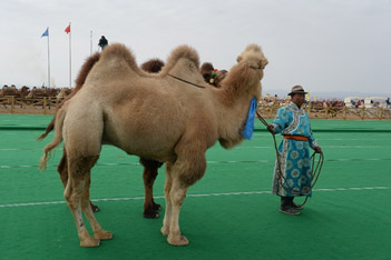 Camelus ferus (chameau sauvage de Tartarie)