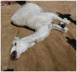 Le syndrome � mort subite �