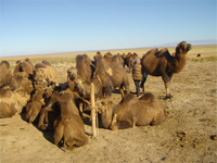 Traite des chamelles dans le dsert de Gobi