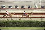 Course au camelodrome de Dubaï (Photo B. Faye)